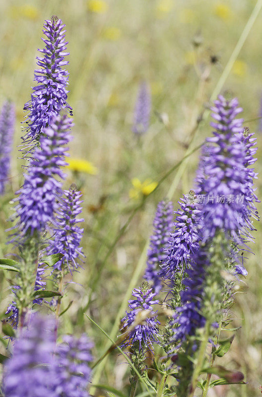 婆婆纳属的植物(Veronica spicata)